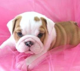 AKC registered Champion pedigree and Champion sired English Bulldog puppies for adoption