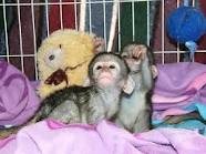 Baby Capuchin Monkeys