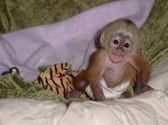 Very adorable baby capuchin monkey for sale