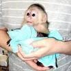 Lovely Capuchin monkeys for adoption(contact at mac_henry25@yahoo.com)