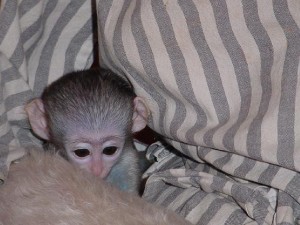 Available Capuchin Monkeys For Re-homing