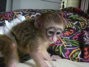 cute and lovely CAPUCHIN MONKEYS for free adoption (lidialinda5@hotmail.com)