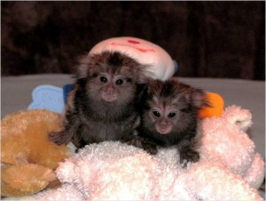 lovely and charming marmoset monkey for re-homing