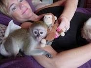 Lovely baby capuchin monkeys for adoption 