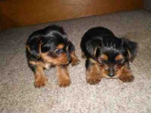 lovely tea cup yorkie puppies avaialble now to loving home