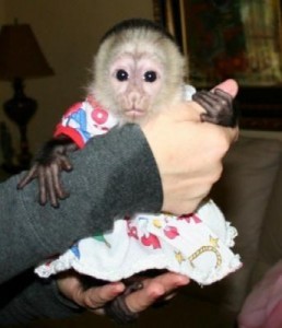 Well trained female and male  baby capuchin monkey for relocation