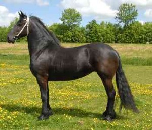 	black mare friesian horse ready to go