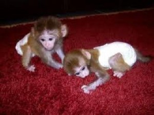 male and female capuchin monkeys for adoption