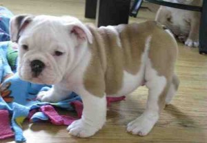 !!English Bulldog Puppies For Adoption!!!!
