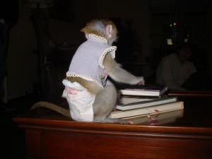 two capuchin monkey for a goo home for adoption and they will be coming with all thier health records.