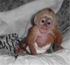 my husband is giving out this female baby capuchin monkey for adoption