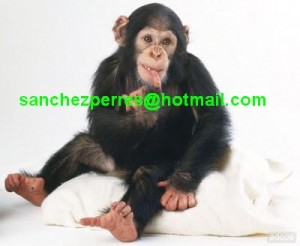 cute and adorable male and female baby chimpanzee for sale