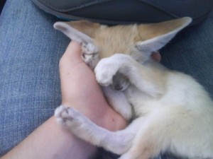 Home raised fennec fox babies available now