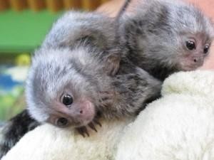 Adorable Baby Marmoset Monkey For Adoption