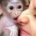 Cute and Adorable capuchin monkeys for adoption