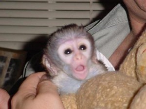 Twin Baby Capuchin Monkey For Adoption