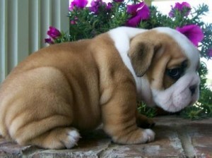 male and femal bulldog puppies for adoption youcan contact (jeniferros2@gmail.com)for more informatoin and pictuers.