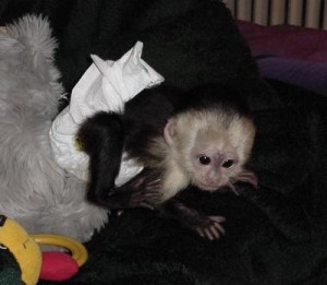 Well house trained female baby capuchin monkey for adoption.