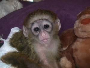 cute capunchin monkey for free adoption