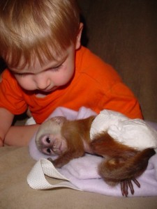 Healthy capuchin monkys for adoption