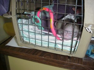 KIDS-FRIENDLY BABY CAPUCHIN MONKEY FOR ADOPTION