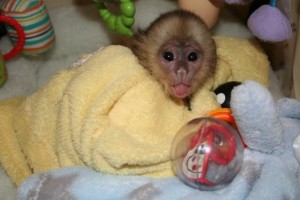  Cream brown white face baby capuchin monkey for adoption