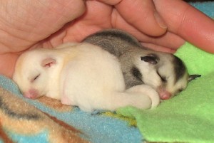 Leu Het Female Twin Sugar Glider Joeys for adoption(nick_rue@live.com)