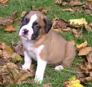 Awesome Boxer puppies available