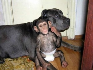 EXTREMELY CUTE BABY CHIMPANZEE FOR ADOPTION