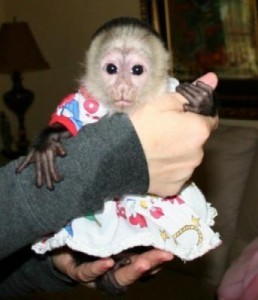 Adorable female baby capuchin monkey available for re-homing