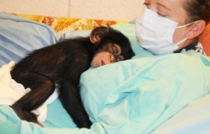 trained chimpanzee monkeys to go home for adoption