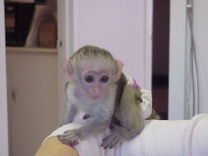 Splendid Capuchin Monkey For Adoption