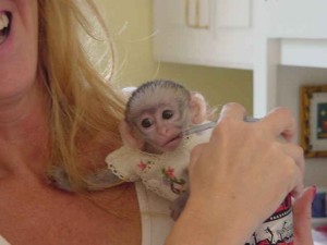 Two Beautiful Capuchin Monkey For Adoption