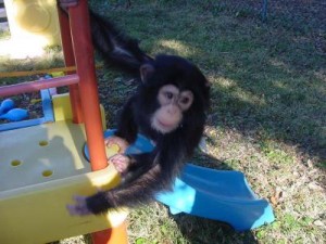 BABY CHIMPANZEE SEEKING FOR A NEW HOME