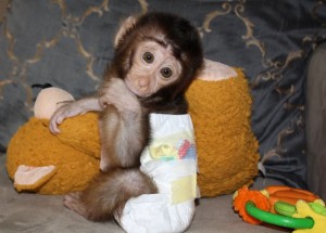  Male and Female capuchins monkeys for re-homing.