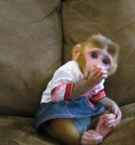 white face female baby capuchin monkey for adoption