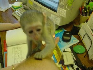 Outstanding DNA Testyed Baby Capuchin Monkeys