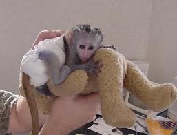 Lovely baby Capuchin monkeys for adoption