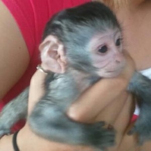 Lovely baby Capuchin monkeys for a new home