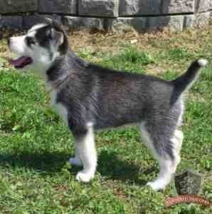 ######MALE AND FEMALE SIBERIAN HUSKY PUPPIES FOR A LOVELY HOME#####