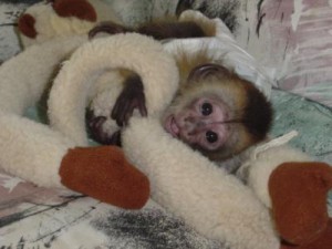 Adorable Tamed Female Baby Capuchin Monkey For Adoption