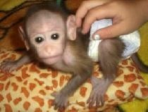 Registered male and female Capuchin monkeys for adoption 