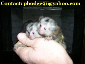 Twin Marmoset Monkeys looking for new home