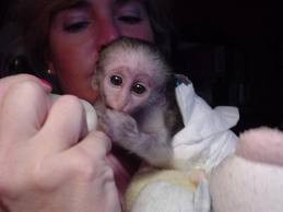 Playful Capuchin Monkey Looking For A Loving Home