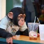 lovely chimpanzee for adoption