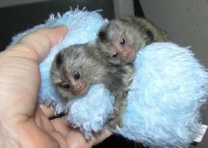 DNA MARMOSET MONKEYS AVAILABLE FOR RE-HOMING