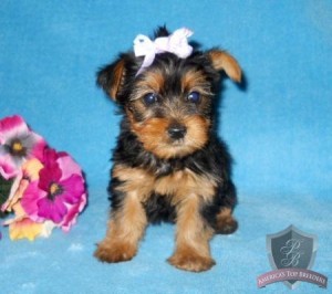 !!!Affectionate Charming teacup Yorkie puppies for adoption!!!