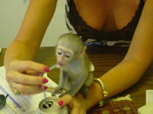 Adorable Tamed Female Baby Capuchin Monkey For Adoption