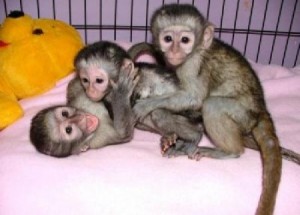 Chaming female and male capuchin baby monkeys