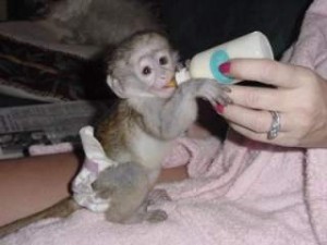 Cute And Lovely Baby Capuchin Monkey For Adoption